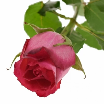 Růžovobílá růže NICOLETTA 50cm