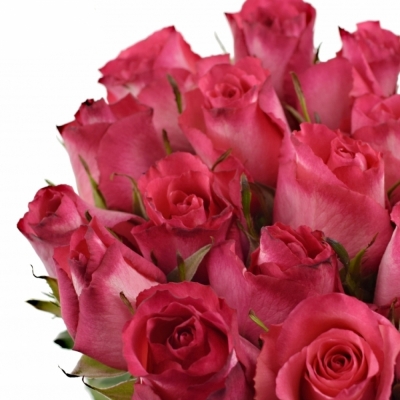 Růžovobílá růže NICOLETTA 50cm