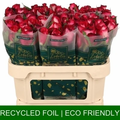 Růžovobílá růže NICOLETTA 50cm