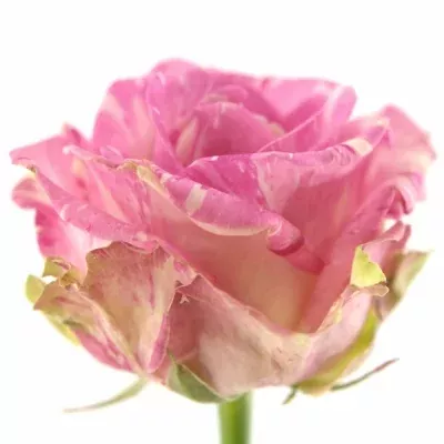 Růžovokrémová růže FREAKY AVALANCHE+ 80cm (XL)