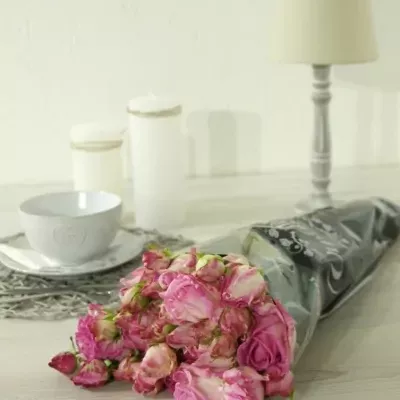 Růžovokrémová růže trsová FREAKY AVALANCHE+ 70cm/3+ (XL)