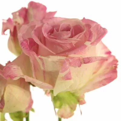 Růžovokrémová růže trsová FREAKY AVALANCHE+ 70cm/3+ (XL)