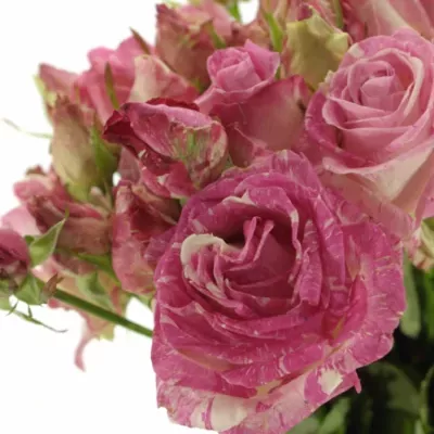 Růžovokrémová růže trsová FREAKY AVALANCHE+ 80cm/3+ (XL)