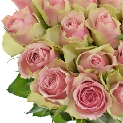 Růžovozelená růže BELLE ROSE 