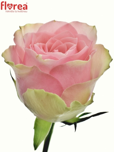 Růžovozelená růže BELLE ROSE 80cm (L)