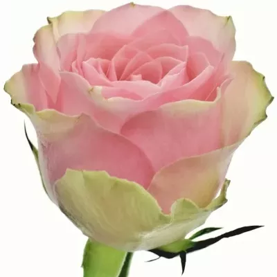 Růžovozelená růže BELLE ROSE 35cm (S)