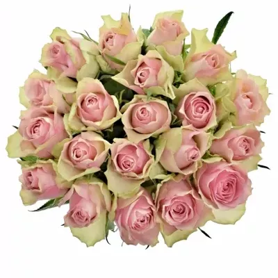 Růžovozelená ruže BELLE ROSE