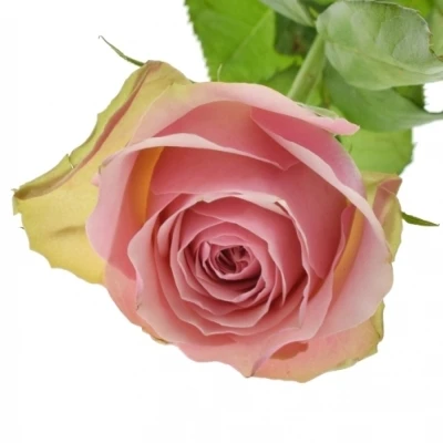 Růžovozelená růže BELLEVUE 60cm