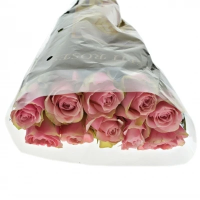 Růžovozelená růže BELLEVUE 60cm