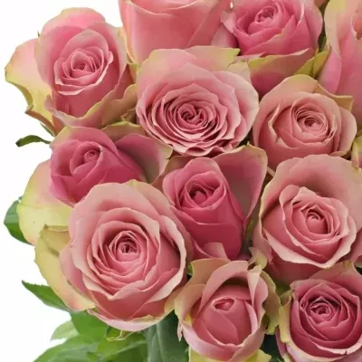 Růžovozelená růže BELLEVUE 60cm
