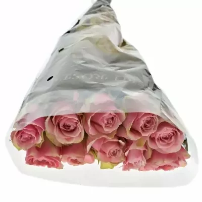 Růžovozelená růže BELLEVUE 60cm