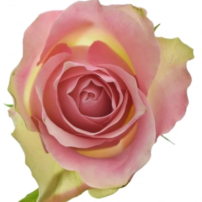 Růžovozelená růže BELLEVUE 60cm