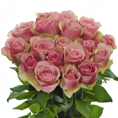 Růžovozelená růže BELLEVUE 60cm