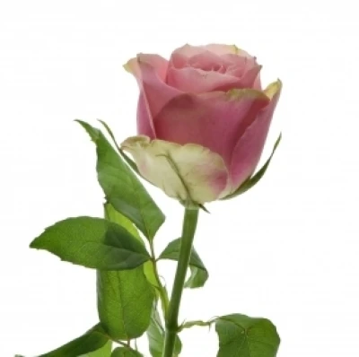 Růžovozelená růže BELLEVUE 60cm