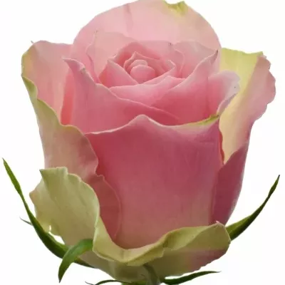 Růžovozelená růže BELLEVUE 40cm (L)