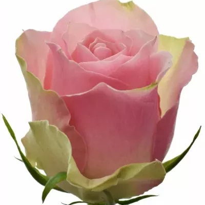 Růžovozelená růže BELLEVUE 60cm (XL)