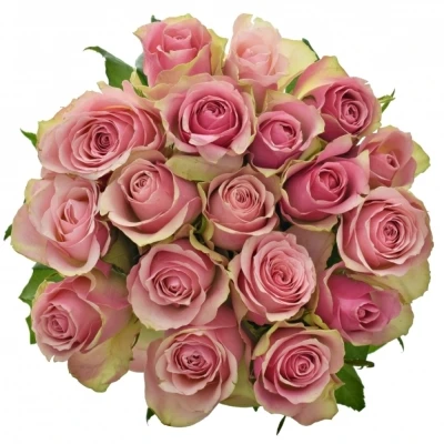 Růžovozelená růže BELLEVUE 60cm