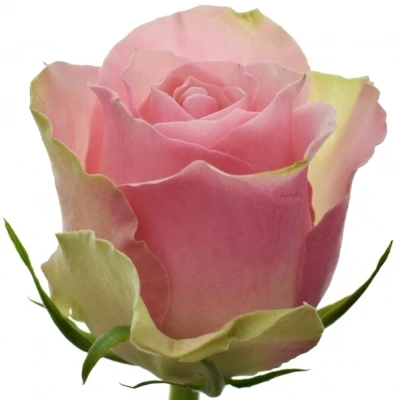 Růžovozelená růže BELLEVUE 50cm (XL)