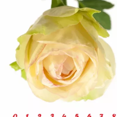 Růžovozelená růže CLASSICO 50cm (L)
