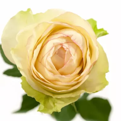Růžovozelená růže CLASSICO 50cm (L)