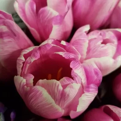 Růžový tulipán ANTARCTICA CERISE 38cm/36g