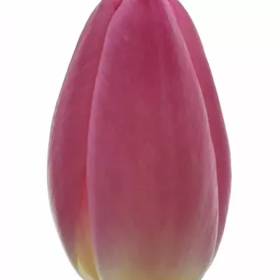 Růžový tulipán s cibulkou Matchmaker 