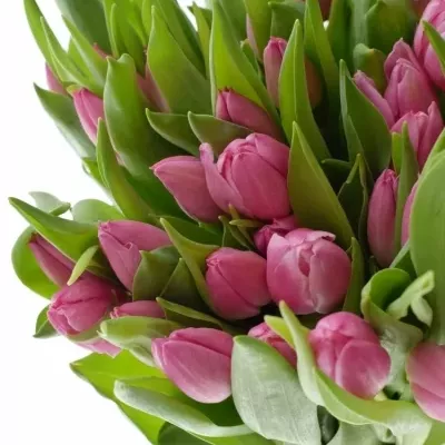 Růžový tulipán s cibulkou Matchmaker 