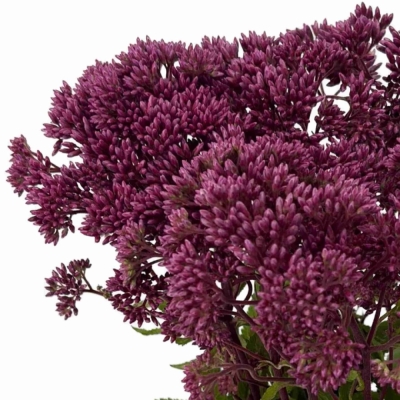Sadec PURPUREUM