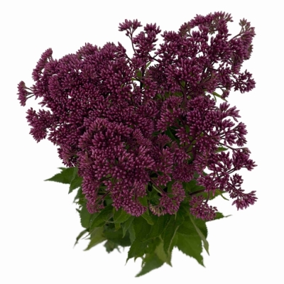 Sadec PURPUREUM