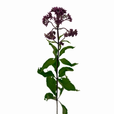 Sadec PURPUREUM