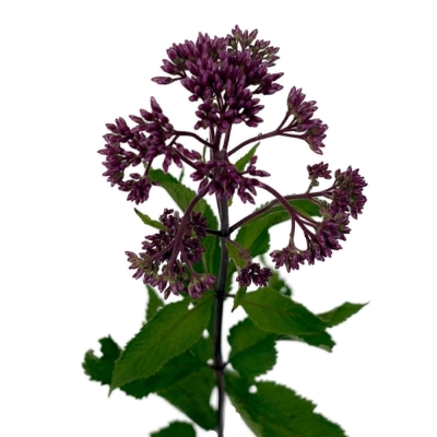 Sadec PURPUREUM