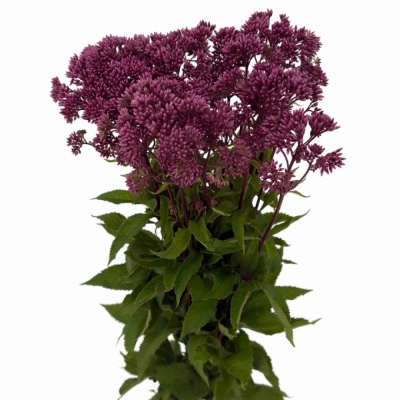 Sadec PURPUREUM