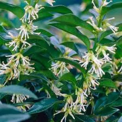 SARCOCOCCA CONFUSA 40cm