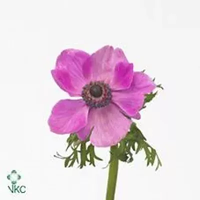 Sasanka CO MISTRAL PLUS ORCHID 40cm