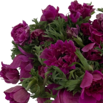 Sasanka CORONARIA FULLSTAR BRIGHT ROSE