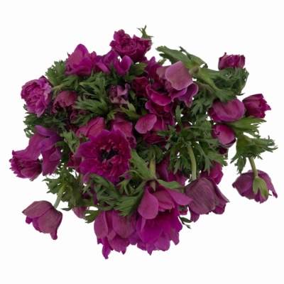 Sasanka CORONARIA FULLSTAR BRIGHT ROSE