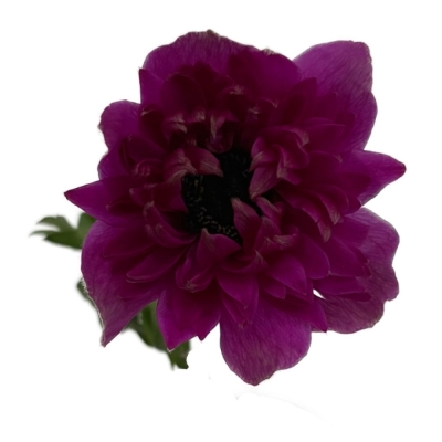 Sasanka CORONARIA FULLSTAR BRIGHT ROSE