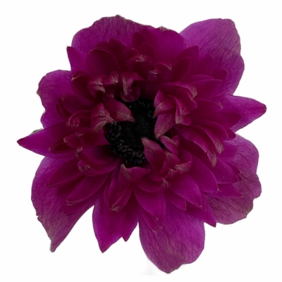 Sasanka CORONARIA FULLSTAR BRIGHT ROSE 40 cm