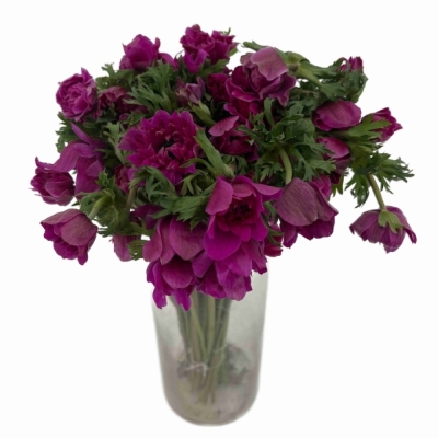 Sasanka CORONARIA FULLSTAR BRIGHT ROSE