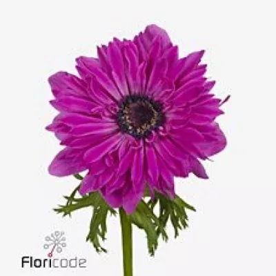 Sasanka CORONARIA FULLSTAR BRIGHT ROSE 30cm