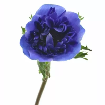 Sasanka CORONARIA FULLSTAR DEEP BLUE 35 cm