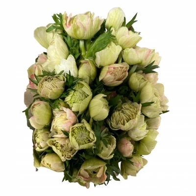 Sasanka CORONARIA FULLSTAR PASTEL MIX 35cm