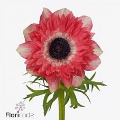 Sasanka CORONARIA FULLSTAR STRAWBERRY 30 cm