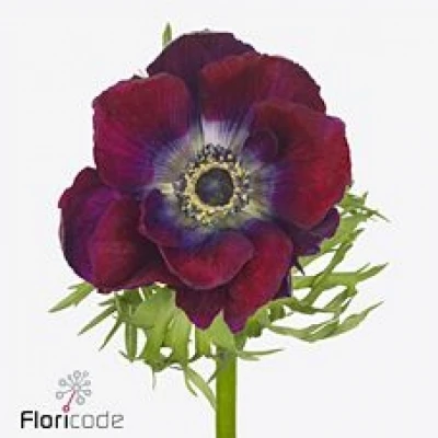 Sasanka CORONARIA GALIL BORDEAUX 40 cm