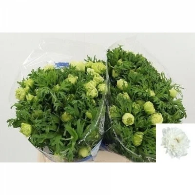 Sasanka CORONARIA LEVANTE BIANCO 35cm