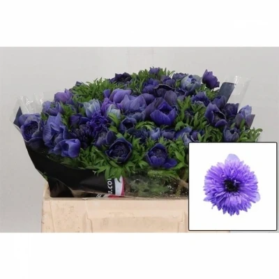 Sasanka CORONARIA LEVANTE BLU 30cm