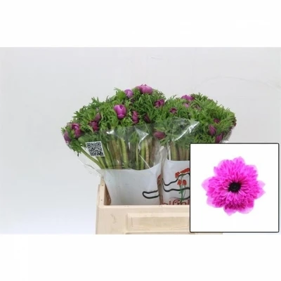 Sasanka CORONARIA LEVANTE FUCSIA 35cm