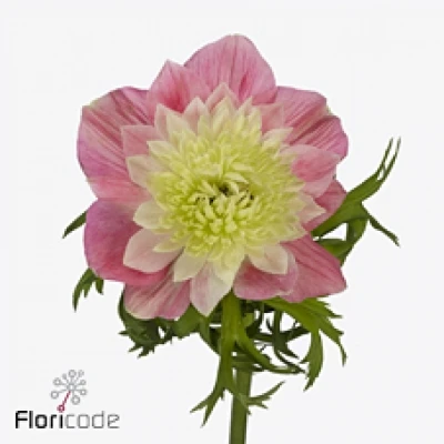 Sasanka CORONARIA LEVANTE ROSA 35cm