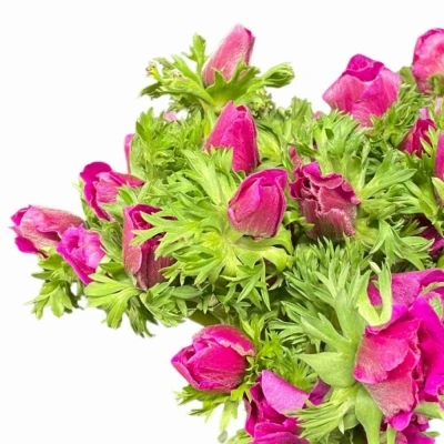 Sasanka CORONARIA MARIANNE ORCHID