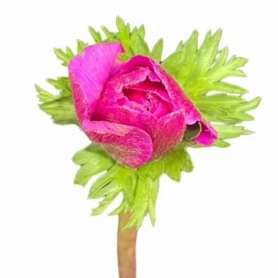 Sasanka CORONARIA MARIANNE ORCHID 30 cm